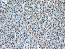 KSP32 / MIOX Antibody - IHC of paraffin-embedded Human pancreas tissue using anti-MIOX mouse monoclonal antibody.