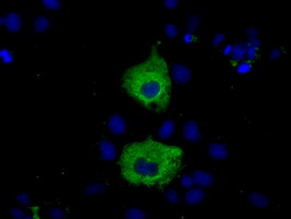 KSP32 / MIOX Antibody - Anti-MIOX mouse monoclonal antibody  immunofluorescent staining of COS7 cells transiently transfected by pCMV6-ENTRY MIOX.