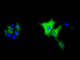 KSP32 / MIOX Antibody - Anti-MIOX mouse monoclonal antibody  immunofluorescent staining of COS7 cells transiently transfected by pCMV6-ENTRY MIOX.