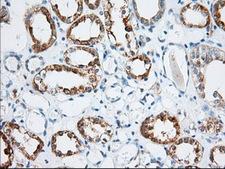 KSP32 / MIOX Antibody - Immunohistochemical staining of paraffin-embedded Human Kidney tissue using anti-MIOX mouse monoclonal antibody. (Dilution 1:50).