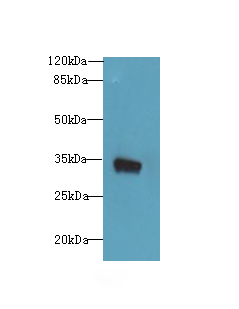 KSP32 / MIOX Antibody - Western blot. All lanes: MIOX antibody at 6 ug/ml+Mos- kidney tissue Goat polyclonal to rabbit at 1:10000 dilution. Predicted band size: 33 kDa. Observed band size: 33 kDa.