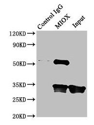 KSP32 / MIOX Antibody - Immunoprecipitating MIOX in Mouse kidney tissue Lane 1: Rabbit control IgG instead of MIOX Antibody in Mouse kidney tissue.For western blotting, a HRP-conjugated Protein G antibody was used as the secondary antibody (1/2000) Lane 2: MIOX Antibody (8µg) + Mouse kidney tissue (500µg) Lane 3: Mouse kidney tissue (10µg)