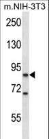 KSR1 Antibody - Mouse Ksr1 Antibody western blot of mouse NIH-3T3 cell line lysates (35 ug/lane). The Ksr1 antibody detected the Ksr1 protein (arrow).