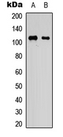 KSR1 Antibody - Western blot analysis of KSR1 expression in HEK293T (A); NIH3T3 (B) whole cell lysates.