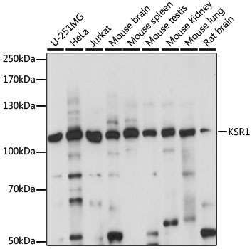 KSR1 Antibody - Western blot analysis of extracts of various cell lines, using KSR1 antibody at 1:1000 dilution. The secondary antibody used was an HRP Goat Anti-Rabbit IgG (H+L) at 1:10000 dilution. Lysates were loaded 25ug per lane and 3% nonfat dry milk in TBST was used for blocking. An ECL Kit was used for detection and the exposure time was 10s.