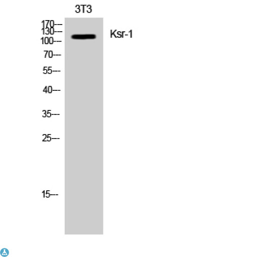 KSR1 Antibody - Western Blot (WB) analysis of NIH-3T3 cells using Ksr-1 polyclonal antibody.