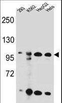 KSR2 Antibody - KSR2 Antibody western blot of 293,K562,HepG2,HeLa cell line lysates (35 ug/lane). The KSR2 antibody detected the KSR2 protein (arrow).