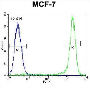 KSR2 Antibody - KSR2 Antibody flow cytometry of MCF-7 cells (right histogram) compared to a negative control cell (left histogram). FITC-conjugated goat-anti-rabbit secondary antibodies were used for the analysis.