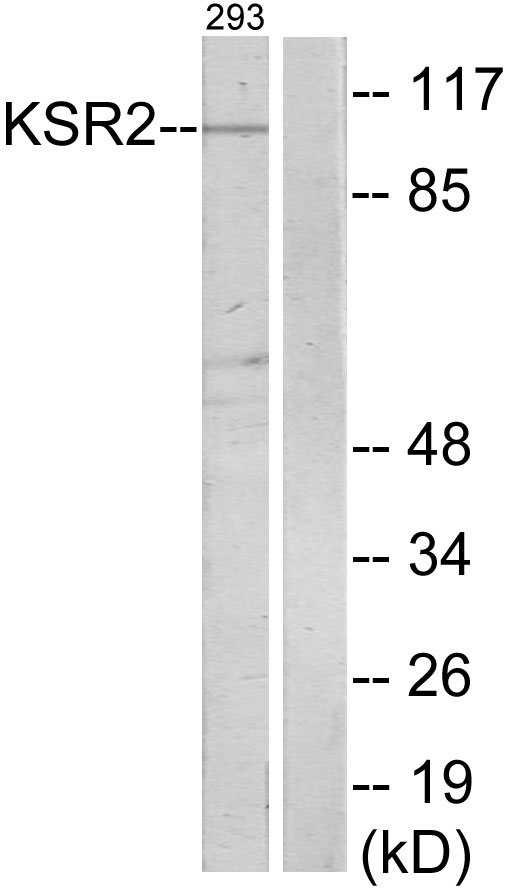 KSR2 Antibody - Western blot analysis of lysates from 293 cells, using KSR2 Antibody. The lane on the right is blocked with the synthesized peptide.