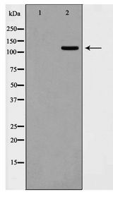 KSR2 Antibody - Western blot of 293 cell lysate using KSR2 Antibody