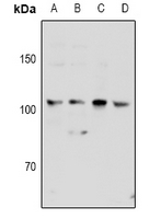 KSR2 Antibody - Western blot analysis of KSR2 expression in Hela (A), HEK293T (B), A549 (C), mouse brain (D) whole cell lysates.