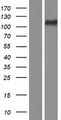 KSR2 Protein - Western validation with an anti-DDK antibody * L: Control HEK293 lysate R: Over-expression lysate