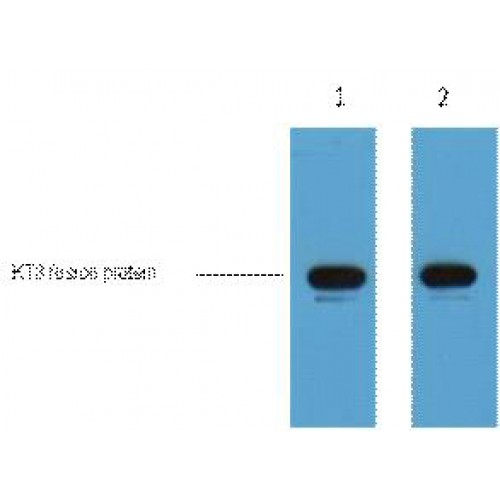 KT3 Tag Antibody - Western blot of KT3-Tag antibody