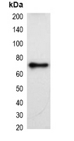 KT3 Tag Antibody - Western blot analysis of over-expressed KT3-tagged protein in 293T cell lysate.