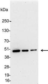 KT3 Tag Antibody - Detection of KT3-tagged fusion protein in 200, 100, and 50ng of E. coli cell lysate