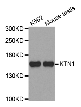 KTN1 / Kinectin Antibody - Western blot analysis of extracts of various cell lines.