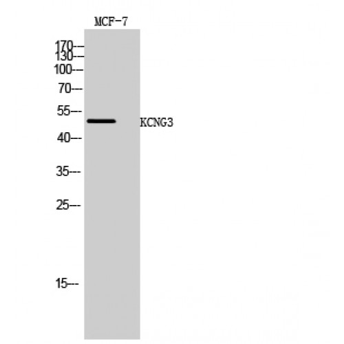 Kv10.1 / KCNG3 Antibody - Western blot of KCNG3 antibody