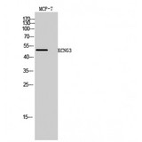 Kv10.1 / KCNG3 Antibody - Western blot of KCNG3 antibody
