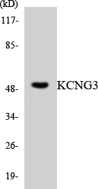 Kv10.1 / KCNG3 Antibody - Western blot analysis of the lysates from HeLa cells using KCNG3 antibody.
