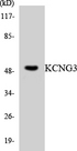 Kv10.1 / KCNG3 Antibody - Western blot analysis of the lysates from HeLa cells using KCNG3 antibody.