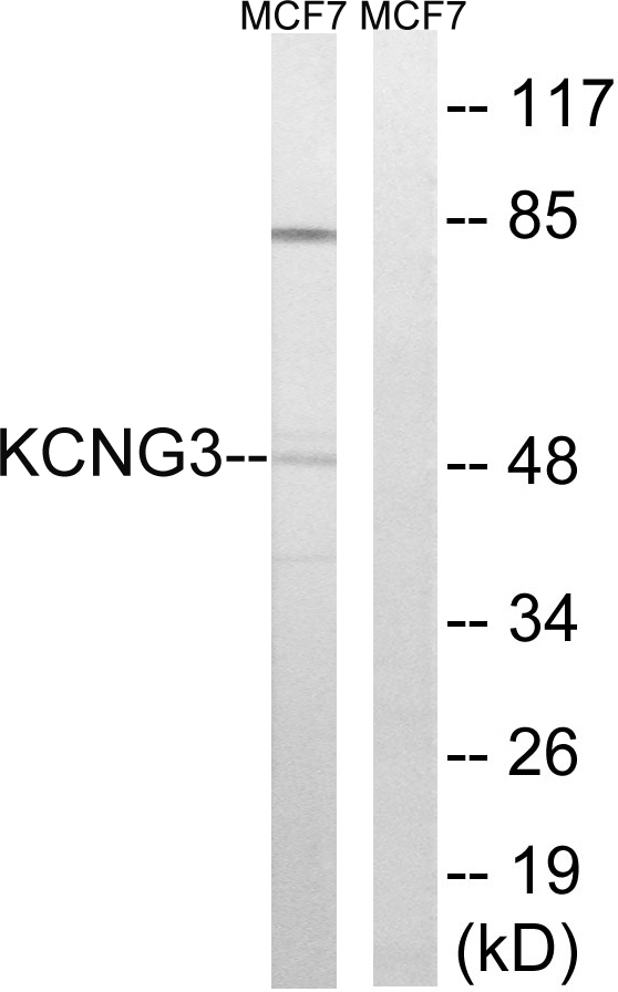 Kv10.1 / KCNG3 Antibody - Western blot analysis of lysates from MCF-7 cells, using KCNG3 Antibody. The lane on the right is blocked with the synthesized peptide.