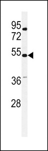 Kv10.1 / KCNG3 Antibody - Western blot of KCNG3 Antibody in mouse liver tissue lysates (35 ug/lane). KCNG3 (arrow) was detected using the purified antibody.
