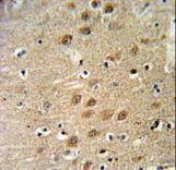 Kv10.1 / KCNG3 Antibody - KCNG3 Antibody IHC of formalin-fixed and paraffin-embedded human brain tissue followed by peroxidase-conjugated secondary antibody and DAB staining.