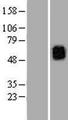 Kv10.1 / KCNG3 Protein - Western validation with an anti-DDK antibody * L: Control HEK293 lysate R: Over-expression lysate
