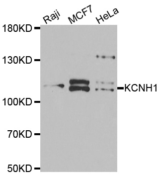 Kv10.1 / KCNH1 Antibody - Western blot analysis of extracts of various cell lines.