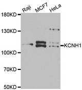 Kv10.1 / KCNH1 Antibody - Western blot analysis of extracts of various cell lines.
