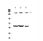 Kv10.1 / KCNH1 Antibody - Western blot - Anti-KCNH1 Picoband antibody