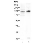 Kv10.1 / KCNH1 Antibody - Western blot testing of 1) rat brain and 2) mouse brain lysate with KCNH1 antibody at 0.5ug/ml. Predicted molecular weight ~111 kDa (may be observed larger than predicted due to glycosylation).
