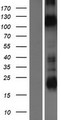 Kv10.1 / KCNH1 Protein - Western validation with an anti-DDK antibody * L: Control HEK293 lysate R: Over-expression lysate