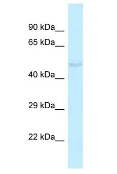 KV6.4 / KCNG4 Antibody - KV6.4 / KCNG4 antibody Western Blot of Rat Liver. Antibody dilution: 1 ug/ml.  This image was taken for the unconjugated form of this product. Other forms have not been tested.