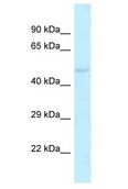 KV6.4 / KCNG4 Antibody - KV6.4 / KCNG4 antibody Western Blot of Rat Liver. Antibody dilution: 1 ug/ml.  This image was taken for the unconjugated form of this product. Other forms have not been tested.