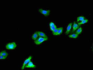 KV6.4 / KCNG4 Antibody - Immunofluorescent analysis of HepG2 cells using KCNG4 Antibody at a dilution of 1:100 and Alexa Fluor 488-congugated AffiniPure Goat Anti-Rabbit IgG(H+L)