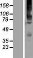 KV6.4 / KCNG4 Protein - Western validation with an anti-DDK antibody * L: Control HEK293 lysate R: Over-expression lysate