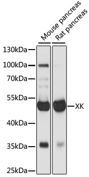 KX / XK Antibody - Western blot analysis of extracts of various cell lines, using XK antibody at 1:1000 dilution. The secondary antibody used was an HRP Goat Anti-Rabbit IgG (H+L) at 1:10000 dilution. Lysates were loaded 25ug per lane and 3% nonfat dry milk in TBST was used for blocking. An ECL Kit was used for detection and the exposure time was 1s.