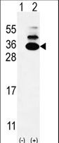 KXD1 / C19orf50 Antibody - Western blot of C19orf50 (arrow) using rabbit polyclonal C19orf50 Antibody. 293 cell lysates (2 ug/lane) either nontransfected (Lane 1) or transiently transfected (Lane 2) with the C19orf50 gene.