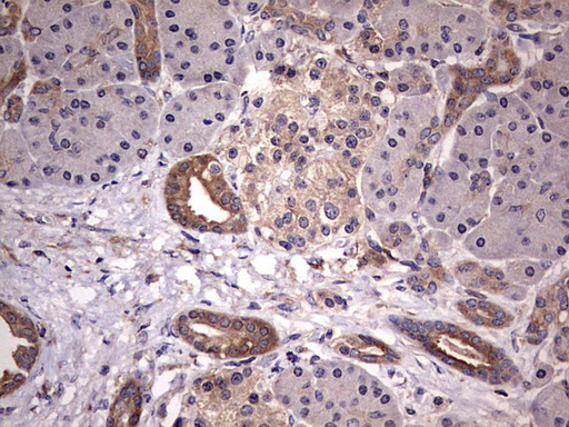 KYNU Antibody - IHC of paraffin-embedded Human pancreas tissue using anti-KYNU mouse monoclonal antibody. (heat-induced epitope retrieval by 1 mM EDTA in 10mM Tris, pH8.5, 120°C for 3min).
