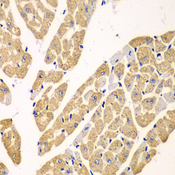 KYNU Antibody - Immunohistochemistry of paraffin-embedded mouse heart.