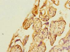 KYNU Antibody - Immunohistochemistry of paraffin-embedded human placenta tissue at dilution 1:100