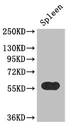 KYNU Antibody - Western Blot Positive WB detected in:mouse spleen tissue All Lanes: KYNU antibody at 3.4ug/ml Secondary Goat polyclonal to rabbit IgG at 1/50000 dilution Predicted band size: 52,35 kDa Observed band size: 52 kDa