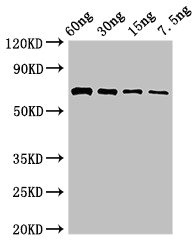 L-ornithine 5-monooxygenase Antibody - Western Blot Positive WB detected in Recombinant protein All lanes: pvdA antibody at 2.8µg/ml Secondary Goat polyclonal to rabbit IgG at 1/50000 dilution Predicted band size: 65 kDa Observed band size: 65 kDa