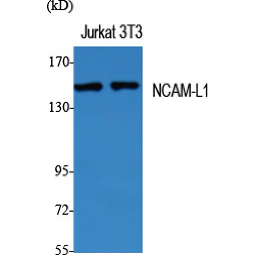 L1CAM Antibody - Western blot of NCAM-L1 antibody