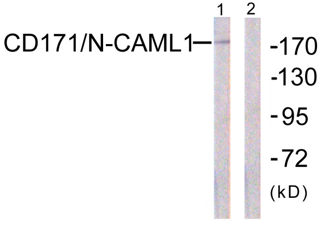 L1CAM Antibody - Western blot analysis of lysates from K562 cells, using CD171/N-CAML1 Antibody. The lane on the right is blocked with the synthesized peptide.
