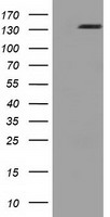 L1CAM Antibody - HEK293T cells were transfected with the pCMV6-ENTRY control (Left lane) or pCMV6-ENTRY L1CAM (Right lane) cDNA for 48 hrs and lysed. Equivalent amounts of cell lysates (5 ug per lane) were separated by SDS-PAGE and immunoblotted with anti-L1CAM.