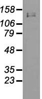 L1CAM Antibody - Western blot analysis of 35ug of cell extracts from human Kidney (HEK293T) cells using anti-L1CAM antibody.