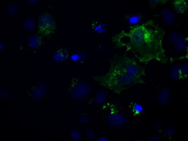 L1CAM Antibody - Anti-L1CAM mouse monoclonal antibody  immunofluorescent staining of COS7 cells transiently transfected by pCMV6-ENTRY L1CAM.