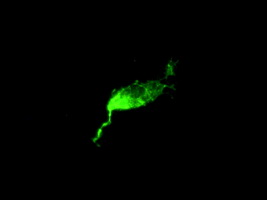 L1CAM Antibody - Immunofluorescent staining of Cos7 cells using anti-L1CAM mouse monoclonal antibody.